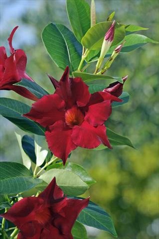 foto van een variëteit aan bloemen, te gebruiken als: Patioplant, potplant Dipladenia Diamantina® Jade Red 205