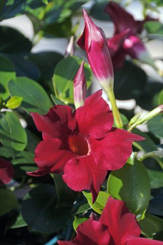 foto van een variëteit aan bloemen, te gebruiken als: Patioplant, potplant Dipladenia Diamantina® Jade Scarlet 203
