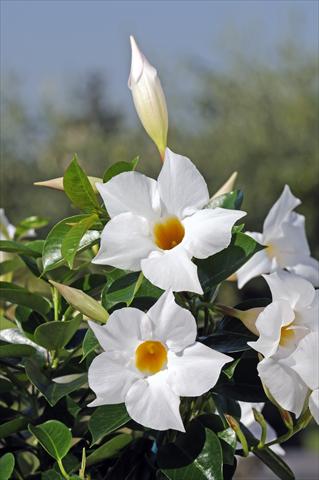foto van een variëteit aan bloemen, te gebruiken als: Patioplant, potplant Dipladenia Diamantina® Jade White 202