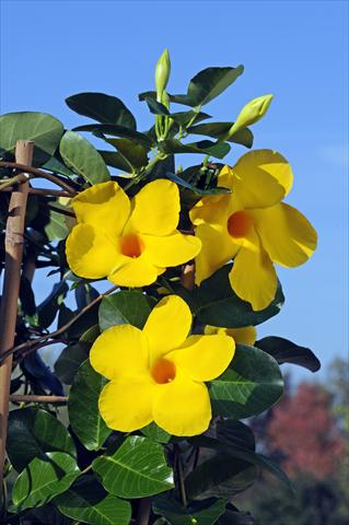 foto van een variëteit aan bloemen, te gebruiken als: Patioplant, potplant Dipladenia Diamantina® Opale Citrine 403
