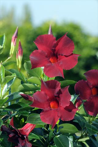 foto van een variëteit aan bloemen, te gebruiken als: Patioplant, potplant Dipladenia Diamantina® Opale Grenat 401
