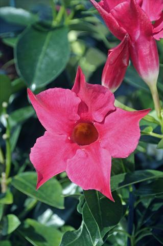 foto van een variëteit aan bloemen, te gebruiken als: Patioplant, potplant Dipladenia Diamantina® Rubis Fuchsia 101