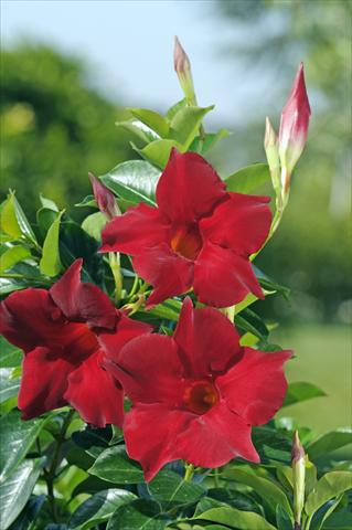 foto van een variëteit aan bloemen, te gebruiken als: Patioplant, potplant Dipladenia Diamantina® Topaze Vermillon 301