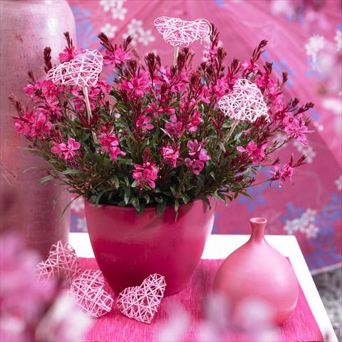 foto van een variëteit aan bloemen, te gebruiken als: Perkplant / Borders Gaura lindheimeri Gaudi™ Red