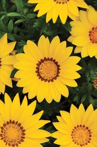 foto van een variëteit aan bloemen, te gebruiken als: Perkplant / Borders Gazania rigens New Day™ Yellow