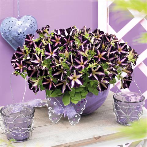 foto van een variëteit aan bloemen, te gebruiken als: Potplant, perkplant, patioplant, korfplant Petunia hybrida Mystical™ Merlin