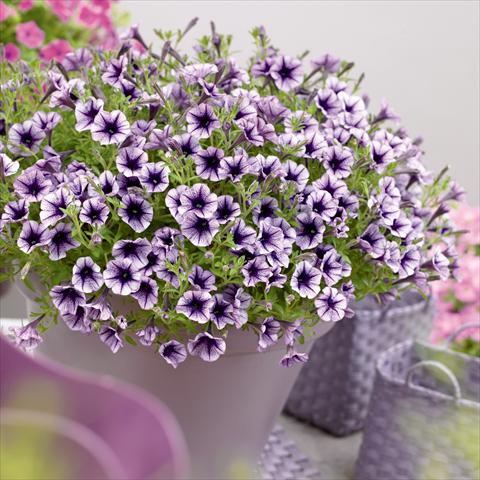 foto van een variëteit aan bloemen, te gebruiken als: Potplant, perkplant, patioplant, korfplant Petunia hybrida Vivini™ Violet Vein