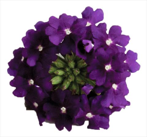 foto van een variëteit aan bloemen, te gebruiken als: Potplant, patioplant, korfplant Verbena hybrida Venturi™ Violet