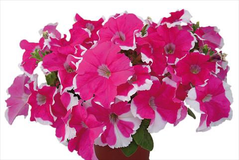 foto van een variëteit aan bloemen, te gebruiken als: Potplant, perkplant, patioplant, korfplant Petunia multiflora Candy Laced Rose