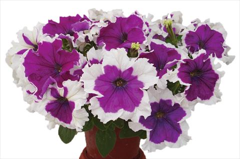 foto van een variëteit aan bloemen, te gebruiken als: Potplant, perkplant, patioplant, korfplant Petunia multiflora Candy Picotee Velvet