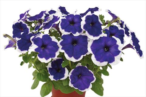 foto van een variëteit aan bloemen, te gebruiken als: Potplant, perkplant, patioplant, korfplant Petunia multiflora Candy Picotee Blue