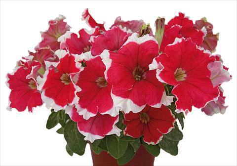 foto van een variëteit aan bloemen, te gebruiken als: Potplant, perkplant, patioplant, korfplant Petunia multiflora Candy Picotee Red