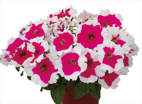 foto van een variëteit aan bloemen, te gebruiken als: Potplant, perkplant, patioplant, korfplant Petunia multiflora Candy Picotee Rose