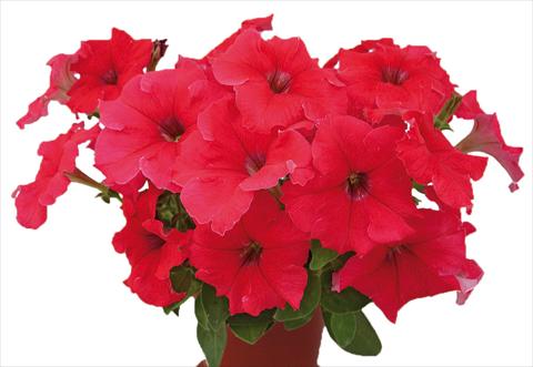 foto van een variëteit aan bloemen, te gebruiken als: Potplant, perkplant, patioplant, korfplant Petunia multiflora Candy Pure Red