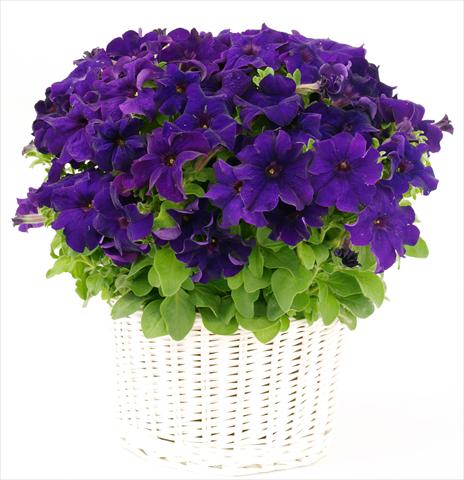 foto van een variëteit aan bloemen, te gebruiken als: Potplant, perkplant, patioplant, korfplant Petunia grandiflora Capri Blue