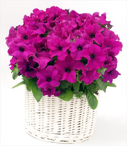 foto van een variëteit aan bloemen, te gebruiken als: Potplant, perkplant, patioplant, korfplant Petunia grandiflora Capri Lilac