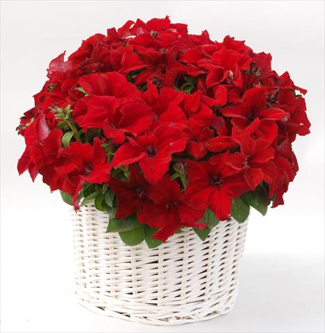 foto van een variëteit aan bloemen, te gebruiken als: Potplant, perkplant, patioplant, korfplant Petunia grandiflora Capri Red