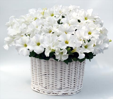 foto van een variëteit aan bloemen, te gebruiken als: Potplant, perkplant, patioplant, korfplant Petunia grandiflora Capri White
