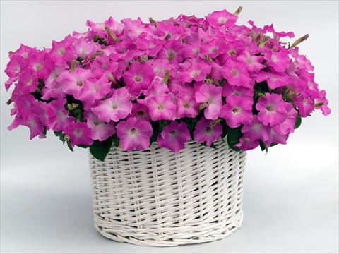 foto van een variëteit aan bloemen, te gebruiken als: Potplant, perkplant, patioplant, korfplant Petunia multiflora Gioconda Pastel Pink