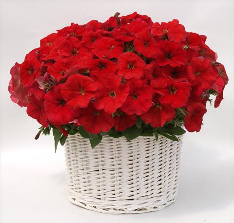 foto van een variëteit aan bloemen, te gebruiken als: Potplant, perkplant, patioplant, korfplant Petunia multiflora Gioconda Red