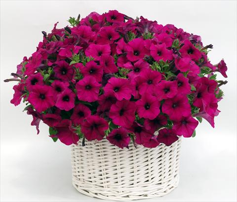 foto van een variëteit aan bloemen, te gebruiken als: Potplant, perkplant, patioplant, korfplant Petunia multiflora Gioconda Violet