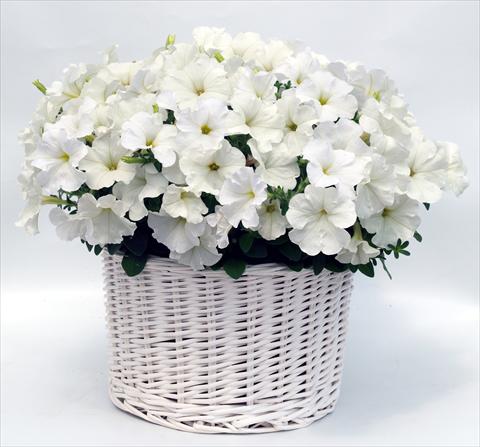 foto van een variëteit aan bloemen, te gebruiken als: Potplant, perkplant, patioplant, korfplant Petunia multiflora Gioconda White