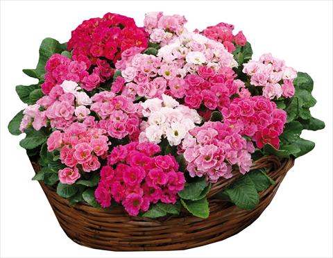 foto van een variëteit aan bloemen, te gebruiken als: Pot - en perkplant Primula acaulis Rossella Pink Rose Shades