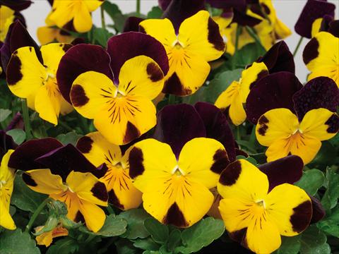 foto van een variëteit aan bloemen, te gebruiken als: Pot - en perkplant Viola cornuta Caramel Golden Top Red