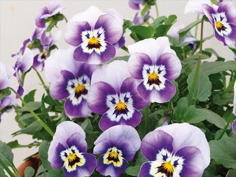 foto van een variëteit aan bloemen, te gebruiken als: Pot - en perkplant Viola cornuta Caramel Marine Blue