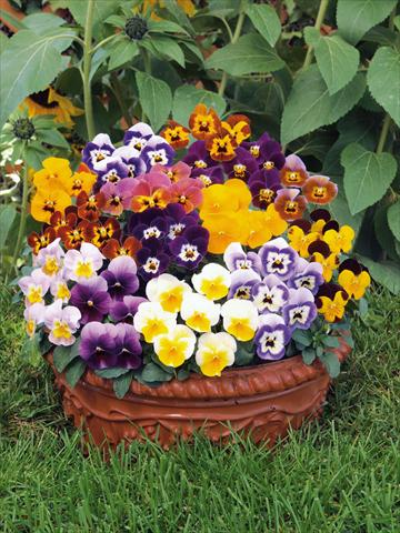 foto van een variëteit aan bloemen, te gebruiken als: Pot - en perkplant Viola cornuta Caramel mix