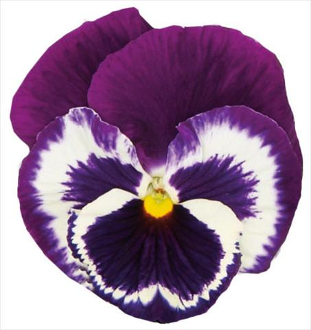 foto van een variëteit aan bloemen, te gebruiken als: Pot - en perkplant Viola wittrockiana Italia Blue Top
