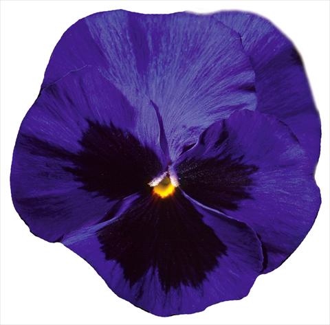 foto van een variëteit aan bloemen, te gebruiken als: Pot - en perkplant Viola wittrockiana Italia Blue W Blotch