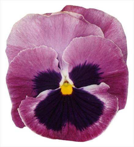 foto van een variëteit aan bloemen, te gebruiken als: Pot - en perkplant Viola wittrockiana Italia Pink W Blotch