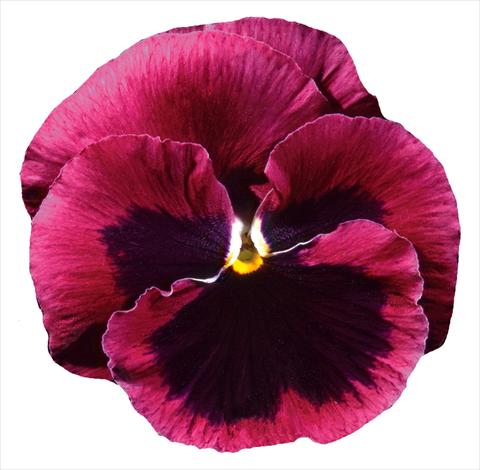 foto van een variëteit aan bloemen, te gebruiken als: Pot - en perkplant Viola wittrockiana Italia Rose W Blotch