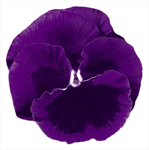 foto van een variëteit aan bloemen, te gebruiken als: Pot - en perkplant Viola wittrockiana Italia Violet W Blotch