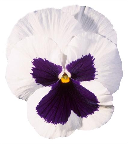 foto van een variëteit aan bloemen, te gebruiken als: Pot - en perkplant Viola wittrockiana Italia White W Blotch