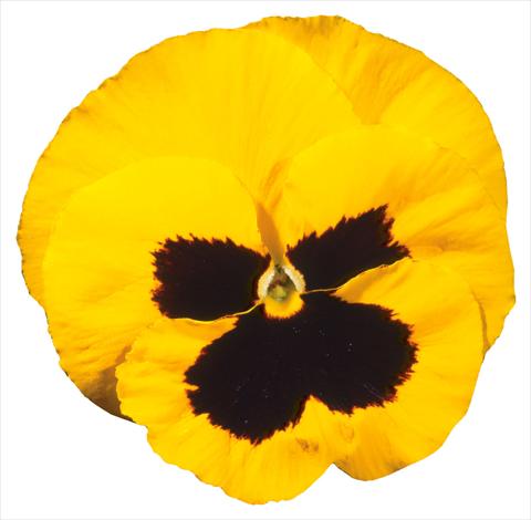 foto van een variëteit aan bloemen, te gebruiken als: Pot - en perkplant Viola wittrockiana Italia Yellow W Blotch