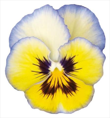 foto van een variëteit aan bloemen, te gebruiken als: Pot - en perkplant Viola wittrockiana Pandora Aurora