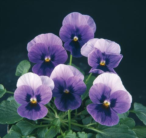 foto van een variëteit aan bloemen, te gebruiken als: Pot - en perkplant Viola wittrockiana Pandora Beacon Blue