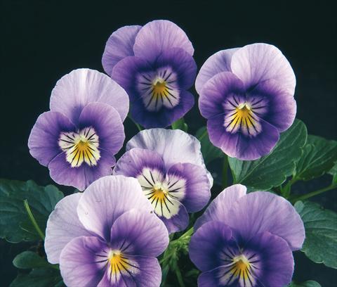 foto van een variëteit aan bloemen, te gebruiken als: Pot - en perkplant Viola wittrockiana Pandora Blue Violet W White Face