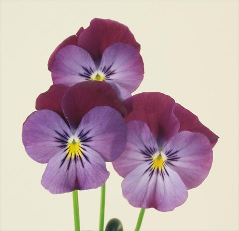 foto van een variëteit aan bloemen, te gebruiken als: Pot - en perkplant Viola wittrockiana Pandora England Lilac & Blue