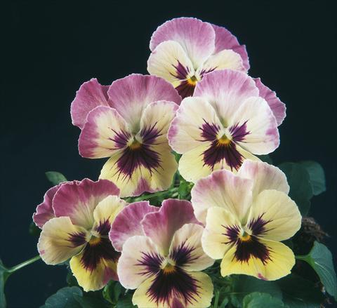 foto van een variëteit aan bloemen, te gebruiken als: Pot - en perkplant Viola wittrockiana Pandora England Lilac Cream