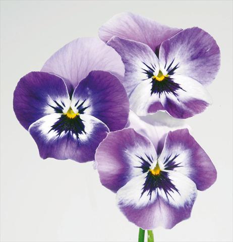 foto van een variëteit aan bloemen, te gebruiken als: Pot - en perkplant Viola wittrockiana Pandora England Marine