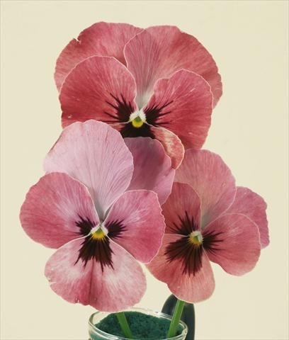 foto van een variëteit aan bloemen, te gebruiken als: Pot - en perkplant Viola wittrockiana Pandora England Rose