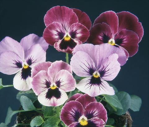 foto van een variëteit aan bloemen, te gebruiken als: Pot - en perkplant Viola wittrockiana Pandora England Wine