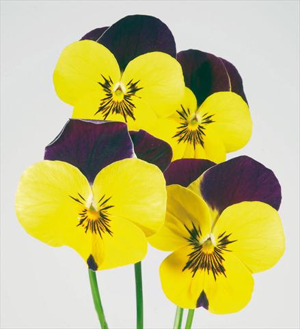 foto van een variëteit aan bloemen, te gebruiken als: Pot - en perkplant Viola wittrockiana Pandora Golden W Purple Top