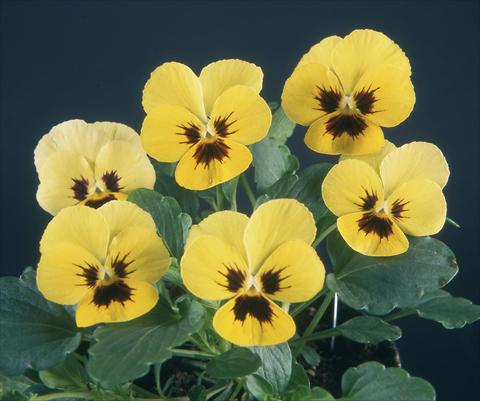 foto van een variëteit aan bloemen, te gebruiken als: Pot - en perkplant Viola wittrockiana Pandora Lemon W Blotch
