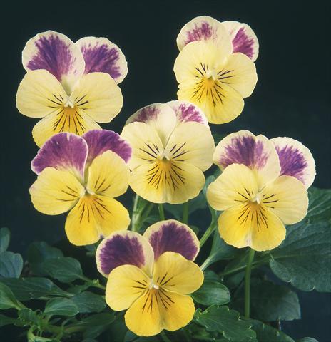 foto van een variëteit aan bloemen, te gebruiken als: Pot - en perkplant Viola wittrockiana Pandora Lemon W Blue Top