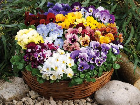 foto van een variëteit aan bloemen, te gebruiken als: Pot - en perkplant Viola wittrockiana Pandora Mixed