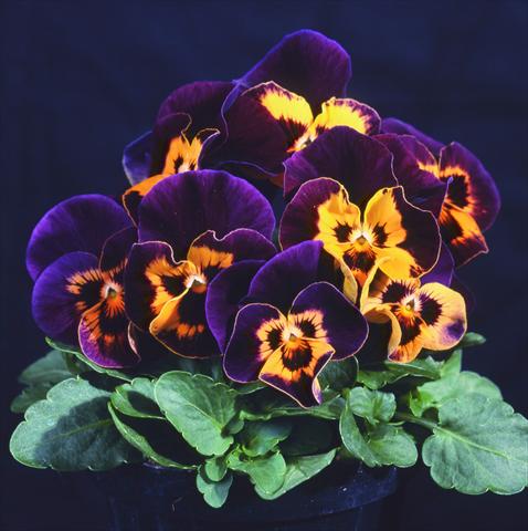 foto van een variëteit aan bloemen, te gebruiken als: Pot - en perkplant Viola wittrockiana Pandora Orange Harlequin